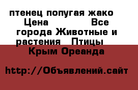 птенец попугая жако  › Цена ­ 60 000 - Все города Животные и растения » Птицы   . Крым,Ореанда